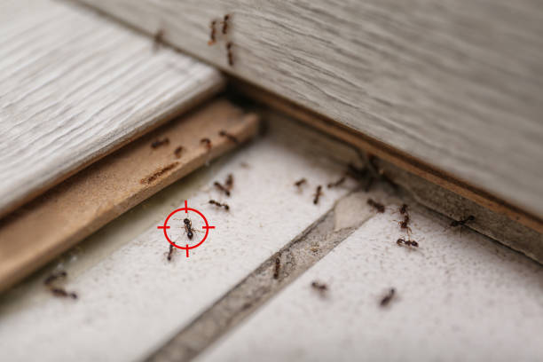 Best Termite Control Services  in Laurinburg, NC
