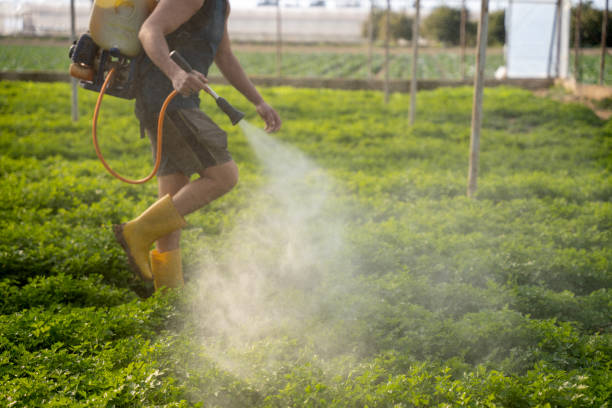 Wasp Removal Services in Laurinburg, NC