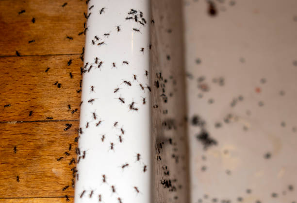Laurinburg, NC Pest Control Company