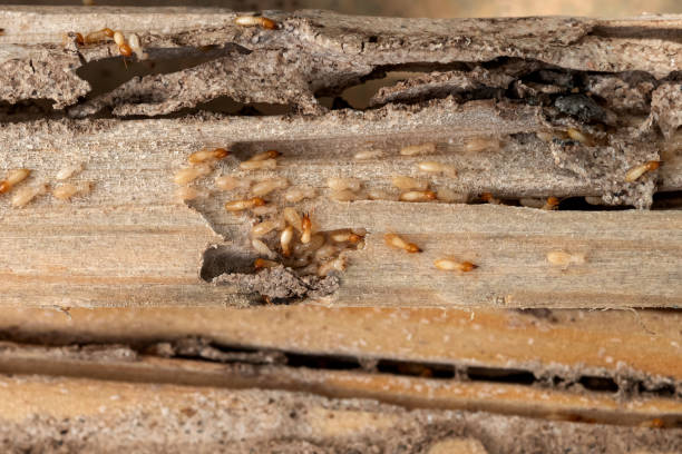 Best Exterminator Services  in Laurinburg, NC